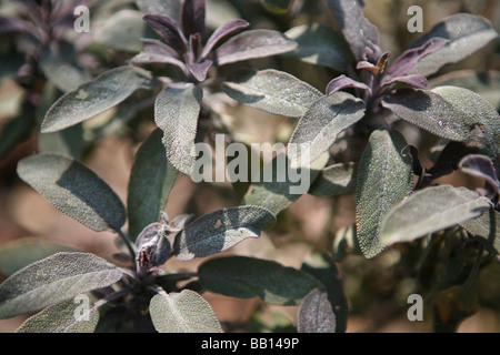 Salvia officinalis 'Purpurascens' / Purple sage plant, close-up Stock Photo