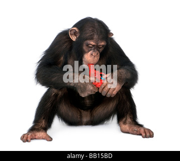 Young Chimpanzee playing with a gun Simia troglodytes 5 years old in front of a white background Stock Photo