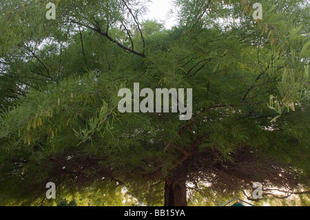 Prosopis alba white carob tree Stock Photo