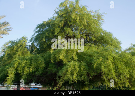 Prosopis alba white carob tree Stock Photo