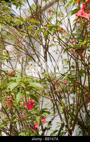 Red flowers on a Jatropha integerrima commonly known as Peregrina or Spicy Jatropha Stock Photo