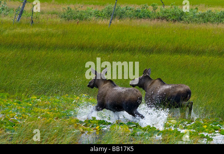 Two moose running through the marsh in Alaska Stock Photo