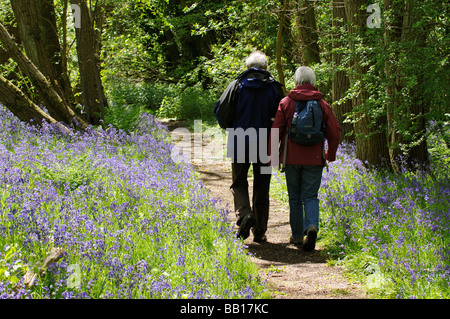 Man and woman walking through a bluebell wood at springtime in Hampshire a southern english county Stock Photo