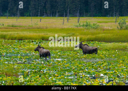Two moose running through the marsh in Alaska Stock Photo