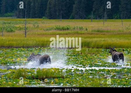 Two moose running through the marsh in Alaska Stock Photo