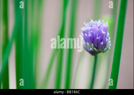Allium schoenoprasum. Chive flower Stock Photo