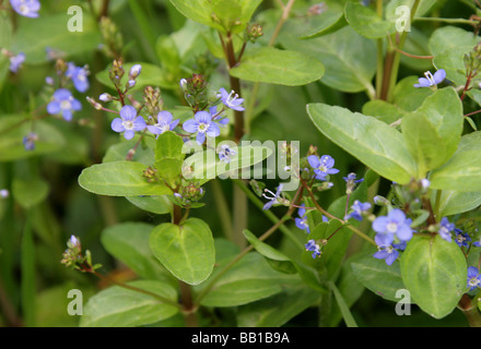 Brooklime, Veronica beccabunga, Plantaginaceae (Scrophulariaceae) Stock Photo