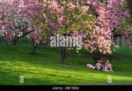 People enjoying the cherry blossoms in Central Park New York on a beautiful spring day Stock Photo