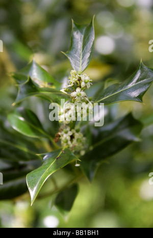 Holly Flowers, Ilex aquifolium, Aquifoliaceae Stock Photo