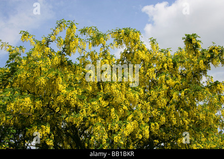 Common Laburnum Tree, Laburnum Anagyroides, Fabaceae Stock Photo