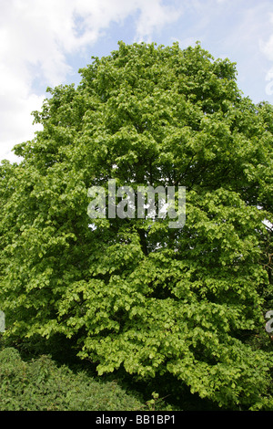 Common Lime Tree, Tilia vulgaris, Tiliaceae Stock Photo