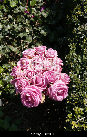Pink roses in a worn bush seen up close Stock Photo - Alamy
