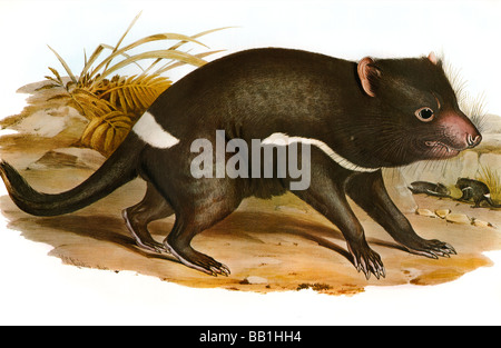 Illustration of the australian carnivourus marsupial mammal The Tasmanian Devil (Sarcophilus harrisii) Stock Photo