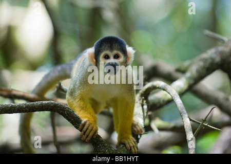 Squirrel Monkey in Monkeyland Primate Sanctuary, Plettenberg Bay, Western Cape, South Africa Stock Photo