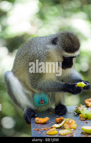 A Vervet Monkey Eating Fruit in Monkeyland Primate Sanctuary, Plettenberg Bay, Western Cape, South Africa Stock Photo