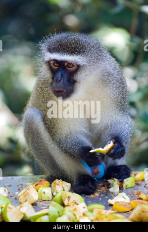 A Vervet Monkey Eating Fruit in Monkeyland Primate Sanctuary, Plettenberg Bay, Western Cape, South Africa Stock Photo