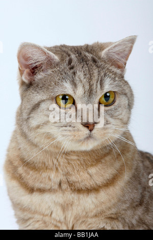 British Shorthair Cat chocolate silver tabby Stock Photo