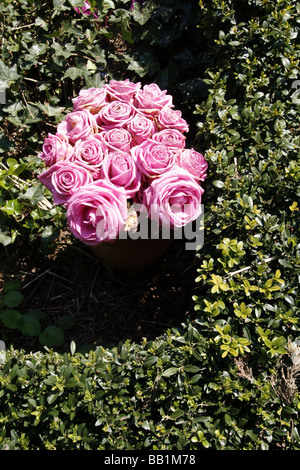 Pink roses in a worn bush seen up close Stock Photo - Alamy