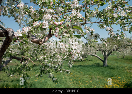Beautiful apple blossoms in a Michigan orchard Stock Photo