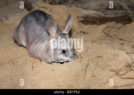 Greater bilby digging in sand Stock Photo
