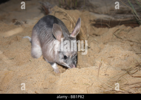 Greater bilby digging in sand Stock Photo