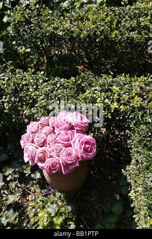 Pink roses in a worn bush seen up close Stock Photo - Alamy
