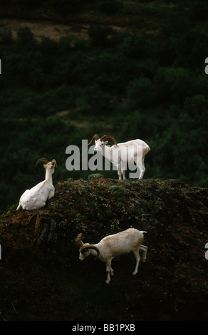 Three Dall sheep rams on a hill in Alaska's Denali National Park. © Craig M. Eisenberg Stock Photo