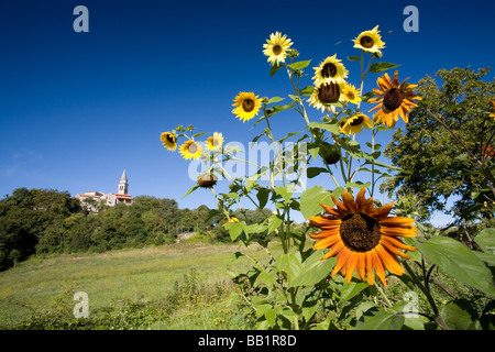 Traveling Croatia; Sunflowers in a field in front of the medieval hilltop town of Beram in the Istrian Peninsula. Stock Photo
