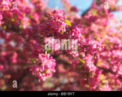 Purple flowers of blossoming crabapple tree Toronto Ontario Canada Stock Photo