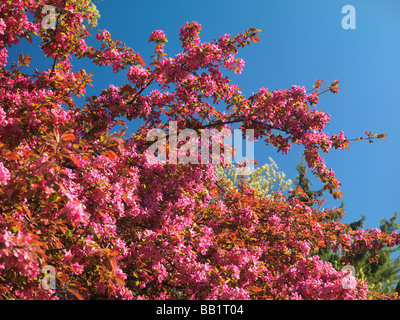Blossoming crabapple tree Stock Photo
