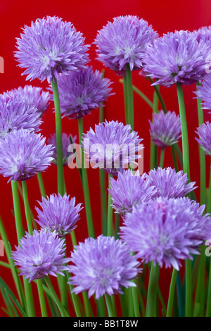 A blossoming Chives plant (Allium schoenoprasum). Pied de ciboulette (Allium schoenoprasum) en fleurs. Stock Photo