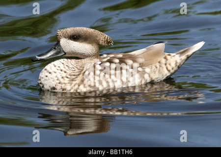 Marbled Teal Marmaronetta angustirostris Swimming On Water At , Lancashire UK Stock Photo