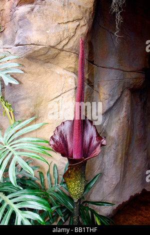 AMORPHOPHALLUS RIVIERI. KONJAC. DEVILS TONGUE. SNAKE PALM. UMBRELLA ARUM. Stock Photo