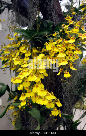 ONCIDIUM HYBRID ORCHID. Stock Photo