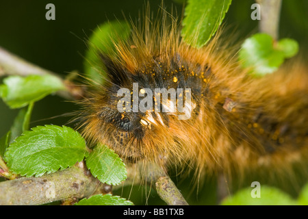 Close-up of a Drinker moth (Philudoria potatoria) caterpillar on a hawthorn (Crataegus monogyna) branch Stock Photo