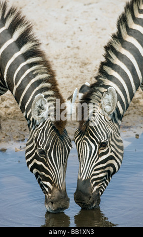 Two Zebras (Equus quagga) drinking water, Makgadigadi Pans National Park, Botswana Stock Photo