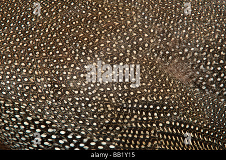 Feather pattern, guinea fowl, (Numida meleagris) Kruger National Park, South Africa Stock Photo