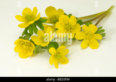 Winter Aconite (Eranthis hyemalis, Eranthis hiemalis), flowers, studio picture Stock Photo