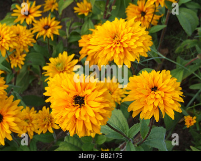 Rudbeckia hirta 'Goldilocks',  Coneflower Stock Photo
