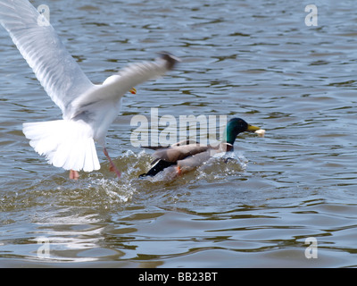 Herring gull, Larus argentatus, trying to rob a Mallard duck, Anas platyrhynchos, of bread Stock Photo