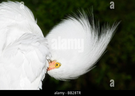 A close up of an adult Snowy Egret preening Stock Photo