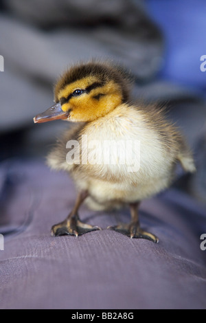 A young Mallard duckling Stock Photo