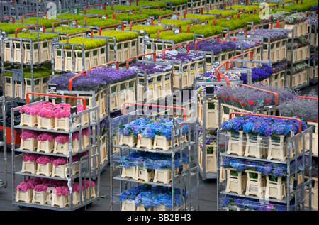 Europe, Netherlands, Holland, Aalsmeer, Aalsmeer Flower Auction Stock Photo