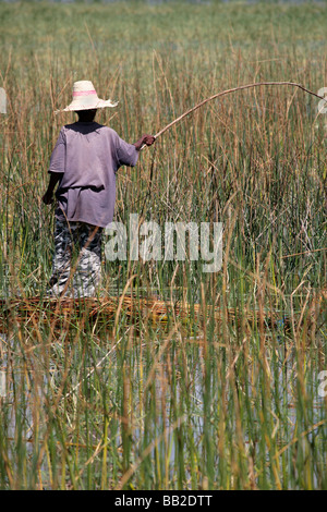 Man fishing from reeds in light mist with copy space, UK Stock Photo ...