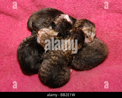 Kittens Stock Photo