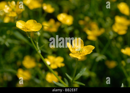 A dense field of blooming ranunculus flowers covers the entire frame ...