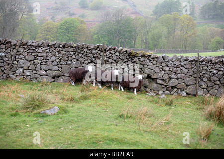 Herdwick sheep, Lake District UK. Stock Photo