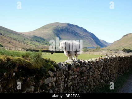 Herdwick sheep, Lake District UK. Stock Photo