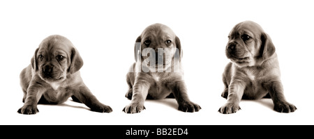 Family of puppies isolated on white background collage made in PS with 3 pictures Stock Photo