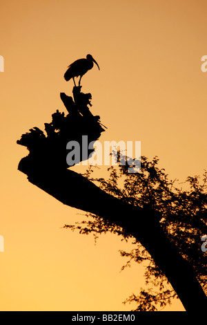 Sacred Ibis on a tree trunk at Sunset at Lake Awassa Ethiopia Stock Photo